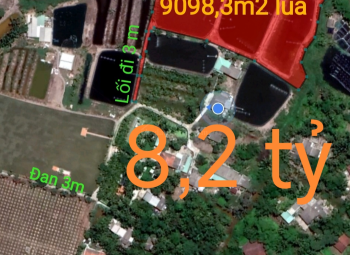 Bán lô đất lúa gần trục Quốc Lộ 50B giá 900 triệu/công( 8,2 tỷ)
