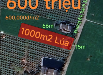 Bán lô đất lúa gần quốc lộ 50 B giá 600 triệu