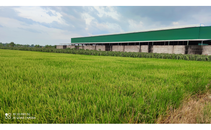 Bán lô đất thổ lúa mặt tiền tỉnh lộ 833 giá 10 tỷ