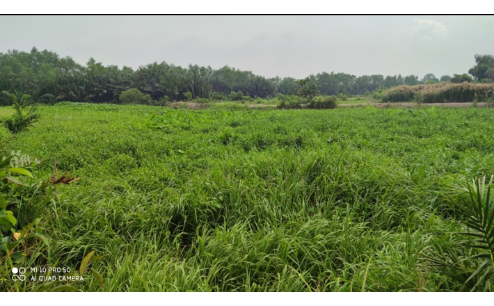 Bán lô đất thổ lúa mặt tiền đê bao giá 10 tỷ