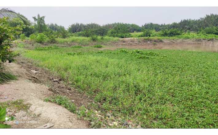 Bán lô đất thổ lúa mặt tiền đê bao giá 10 tỷ
