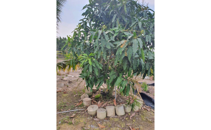 Bán lô đất thổ phân lô mặt tiền đê bao giá 7,5 tỷ