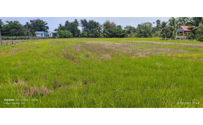 Bán lô đất lúa chuyển thổ giá 1 tỷ.công