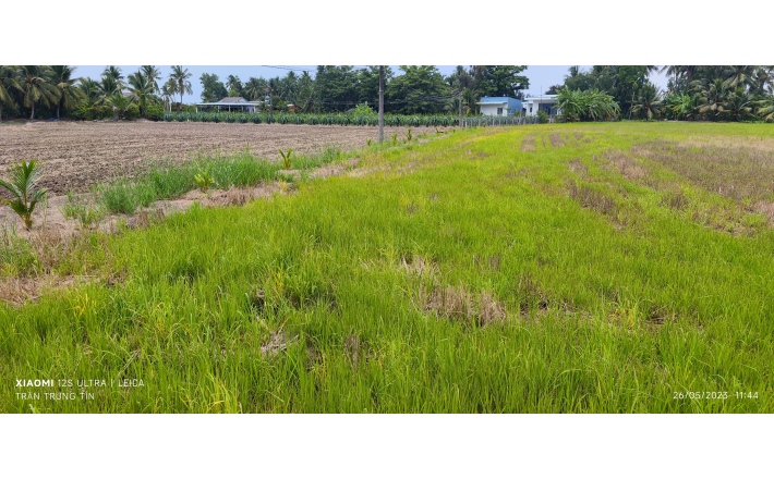 Bán lô đất lúa chuyển thổ giá 1 tỷ.công