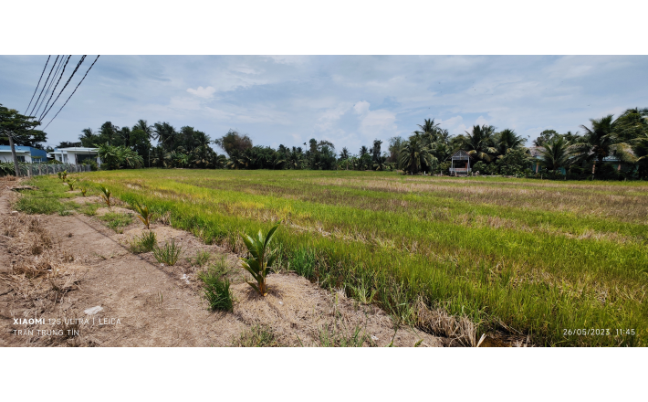 Bán lô đất lúa chuyển thổ giá 1 tỷ.công