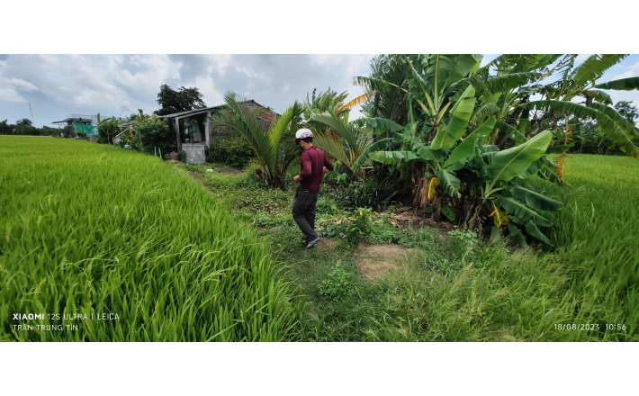 Bán gấp lô đất lúa xã Nhựt Ninh giá 1,2 tỷ