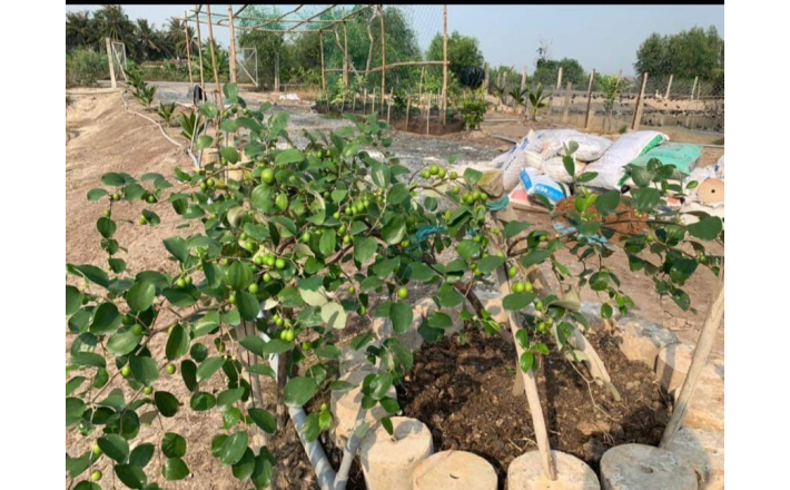 Bán lô đất thổ phân lô mặt tiền đê bao giá 7,5 tỷ