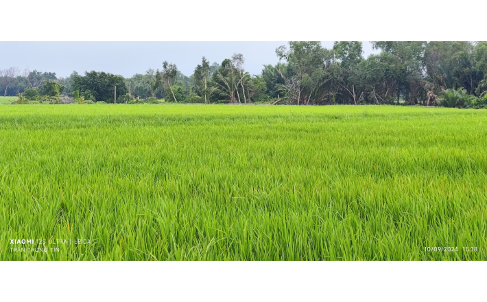 Bán gấp lô đất lúa gần Quốc Lộ 50B hạ giá 550 triệu