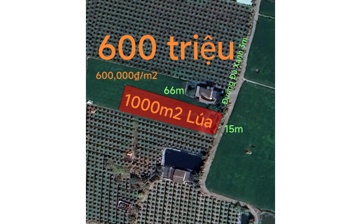 Bán lô đất lúa gần quốc lộ 50 B giá 600 triệu