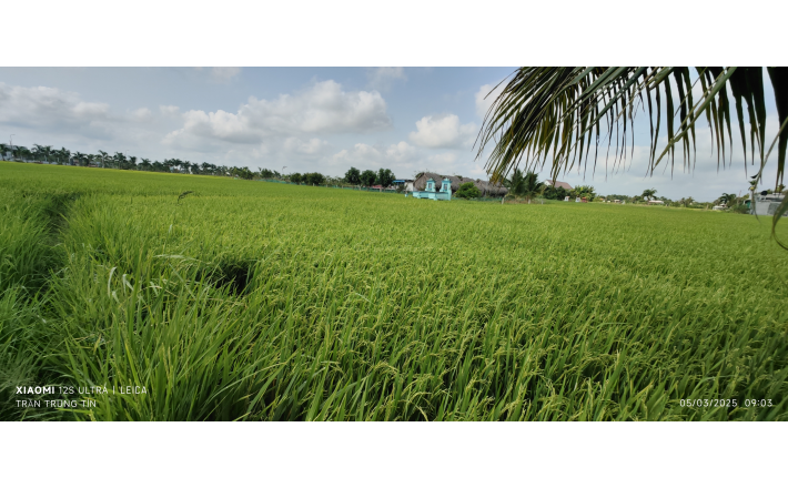Bán gấp lô đất lúa vị trí trung tâm giá 1,1 tỷ